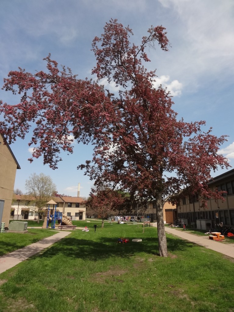 אחד מעצי העוזרר קורס מעומס הפרחים