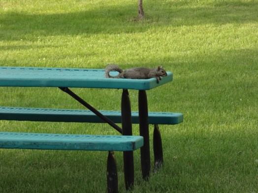 החולדה מחכה לקורבן הבא