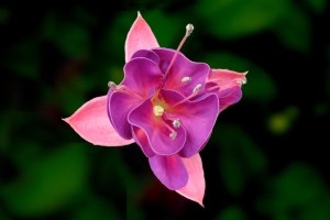 Fuchsia_plant